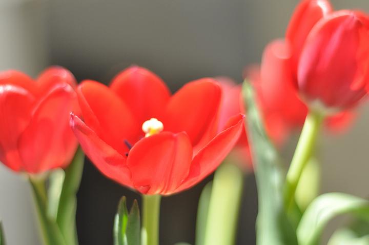 B-day Tulips