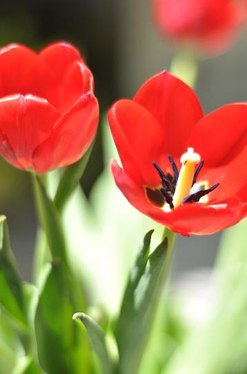 Downsized Image [Tulips-4.JPG - 3364kB]