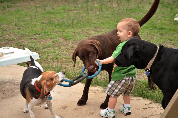 JD playing with the dogs