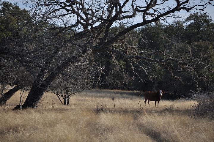 Cow in South Pasture 2010