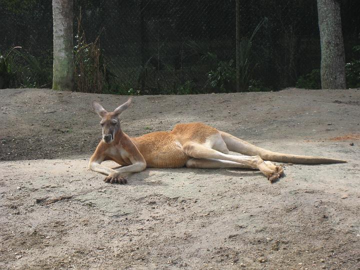 Kangaroo