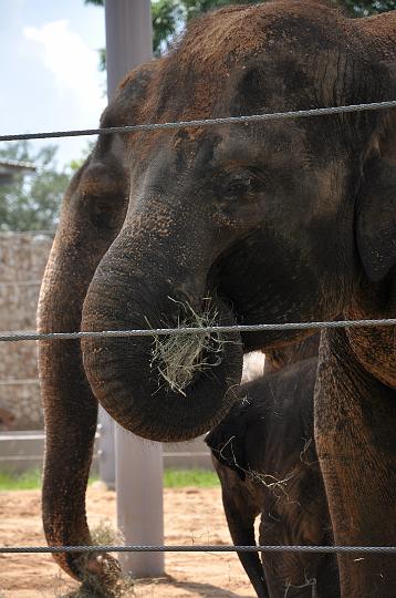 Elephants!