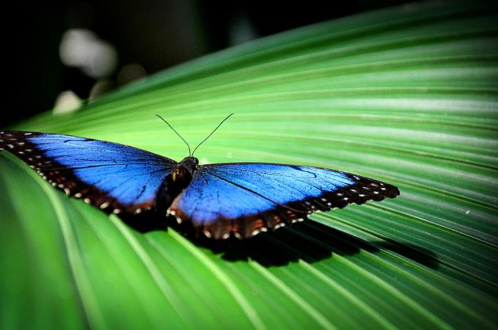 Blue Butterfly