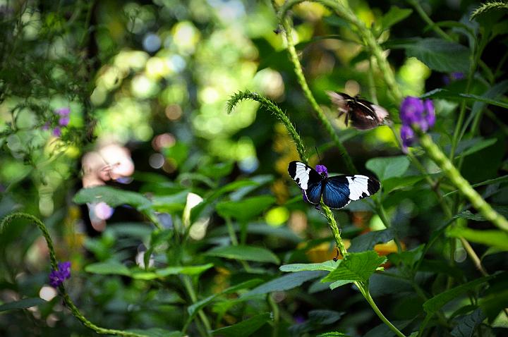 Blue Butterfly