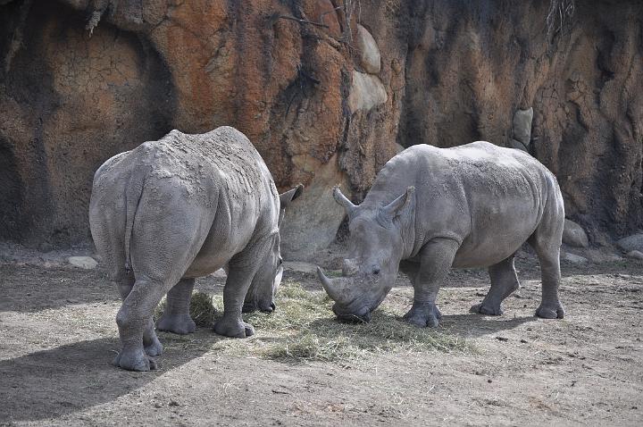 Rhinos