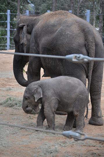 Elephants